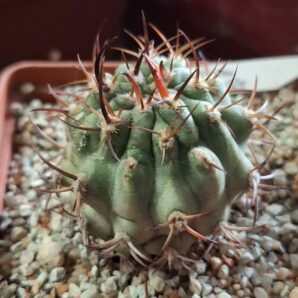 Eriosyce aurata, Fray Jorge, из диких семян на своих корнях! | 38