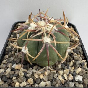 Echinocactus horizonthalonius, Santo Domingo, SLP