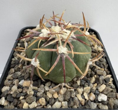 Echinocactus horizonthalonius, Santo Domingo, SLP