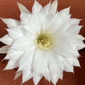 діточка Echinopsis subdenudata, d = 3,5 см