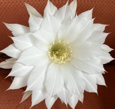 діточка Echinopsis subdenudata, d = 3,5 см