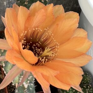 щеплена діточка Echinopsis А085 Ate