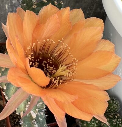 щеплена діточка Echinopsis А085 Ate