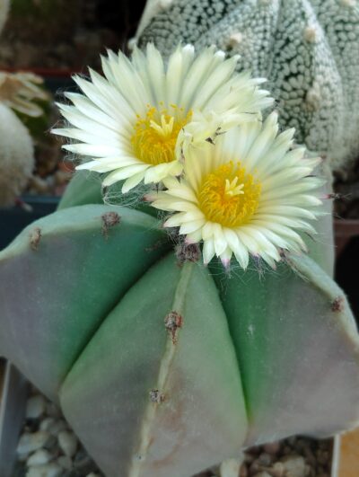 Astrophytum myriostigma v. nudum - Зображення 2