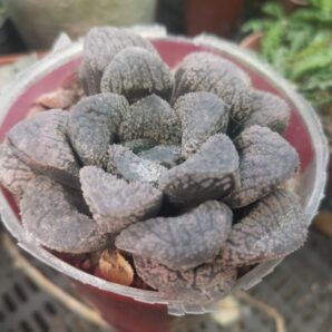 Haworthia mordor