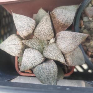Haworthia emelyae