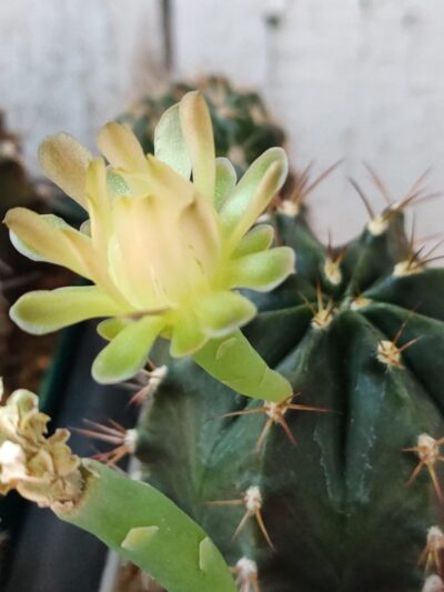 Gymnocalycium michanovichii v. filadelfiense STO1207 - Зображення 3