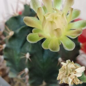 Gymnocalycium michanovichii v. filadelfiense STO1207