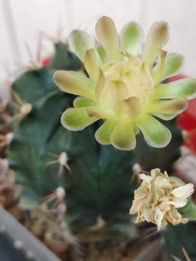 Gymnocalycium michanovichii v. filadelfiense STO1207