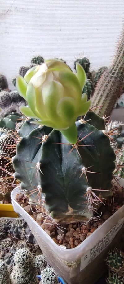Gymnocalycium michanovichii v. filadelfiense STO1207 - Зображення 2