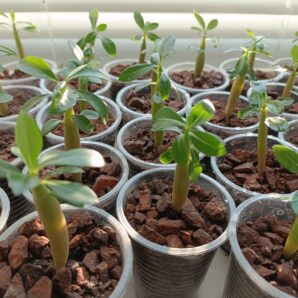 Adenium obesum (аденіум) молодь