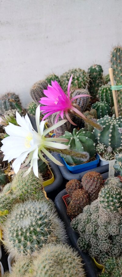 Echinopsis subdenudata - Зображення 2