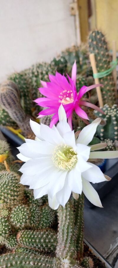 Echinopsis subdenudata - Зображення 3