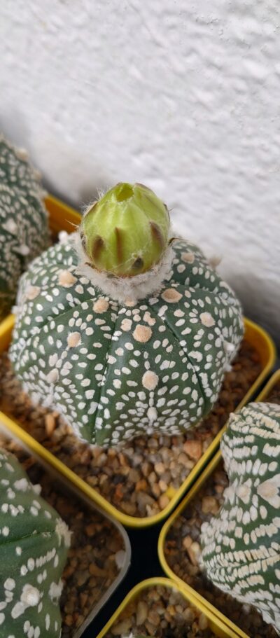 Astrophytum asterias sk - Зображення 2