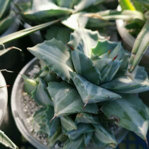 Agave Ohi Raijin var