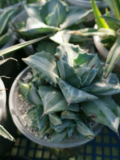 Agave Ohi Raijin var