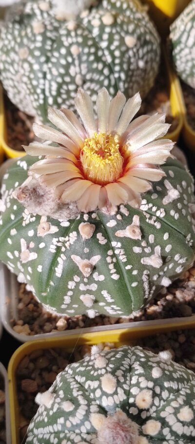 Astrophytum asterias sk ,v-type - Зображення 2