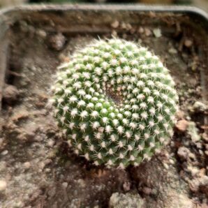 Rebutia krainziana