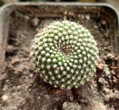 Rebutia krainziana