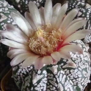 Astrophytum asterias sk ,v-type