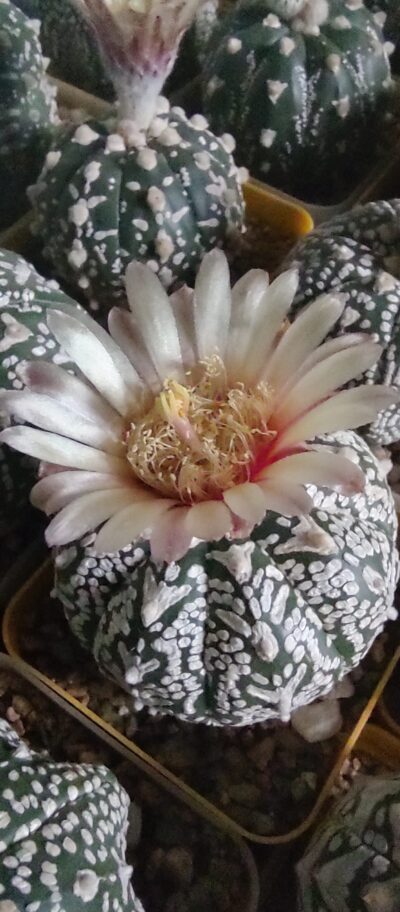 Astrophytum asterias sk ,v-type