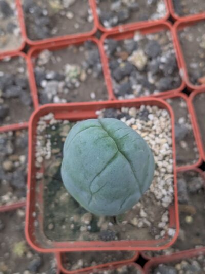 Echinopsis lageniformis f. monstruosa (Penis Cactus) - Зображення 3