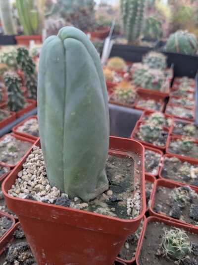 Echinopsis lageniformis f. monstruosa (Penis Cactus) - Зображення 2