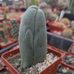 Echinopsis lageniformis f. monstruosa (Penis Cactus)