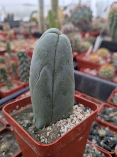 Echinopsis lageniformis f. monstruosa (Penis Cactus)