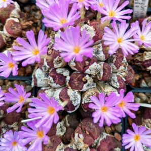 Conophytum taylorianum ssp. taylorianum -SH 1484, (cl.1) (2h)(5x5)-2893(472)