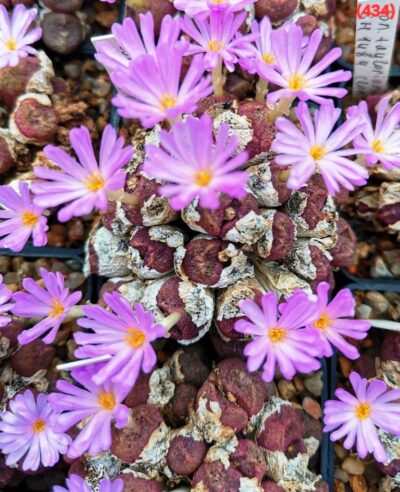 Conophytum taylorianum ssp. taylorianum -SH 1484, (cl.2) (5x5)-2911(472) - Зображення 3