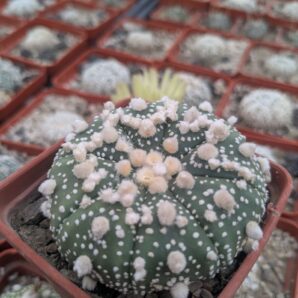 Astrophytum asterias cv. Hanazono