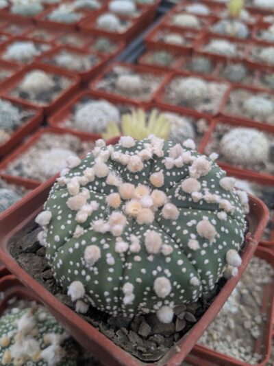 Astrophytum asterias cv. Hanazono
