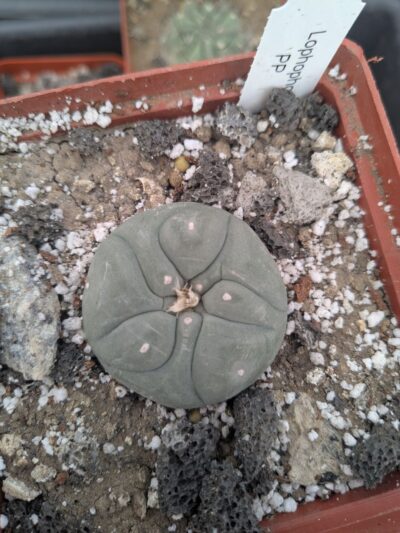 Lophophora fricii Viesca-Zapata - Зображення 2
