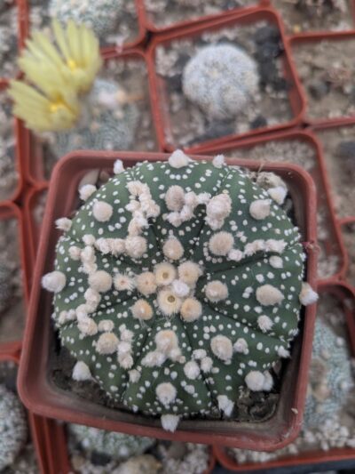 Astrophytum asterias cv. Hanazono - Зображення 2