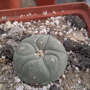 Lophophora fricii Viesca-Zapata