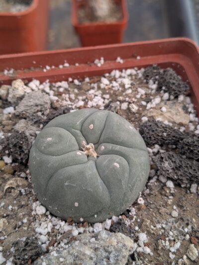Lophophora fricii Viesca-Zapata