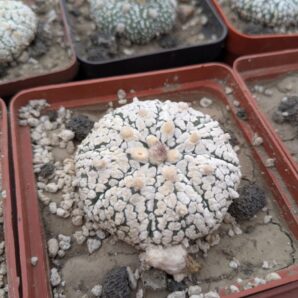 Astrophytum asterias cv. superkabuto