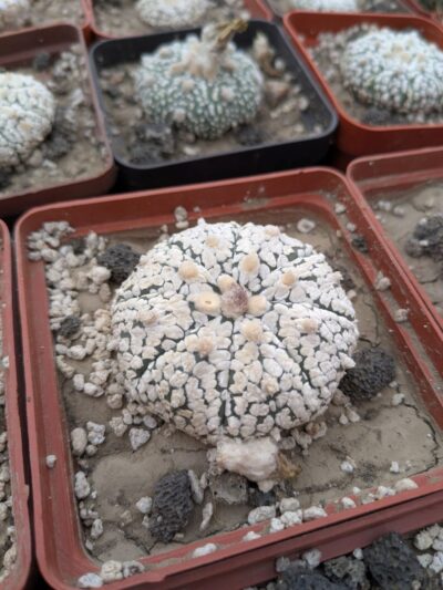 Astrophytum asterias cv. superkabuto