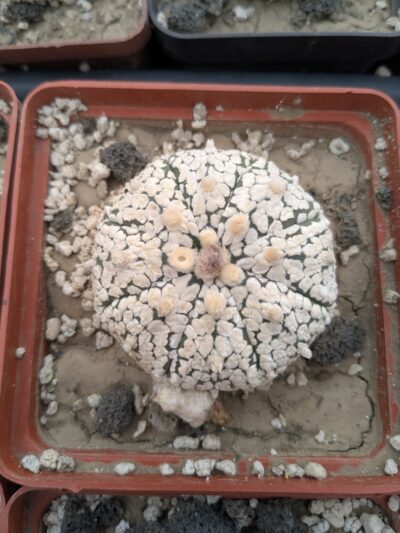 Astrophytum asterias cv. superkabuto - Зображення 2