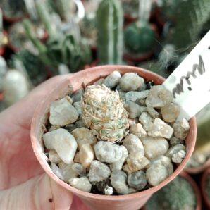 Escobaria minima
