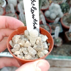 Epithelantha micromeris
