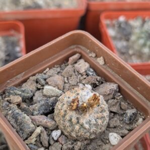 Copiapoa laui