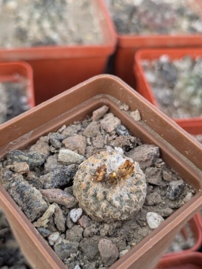 Copiapoa laui