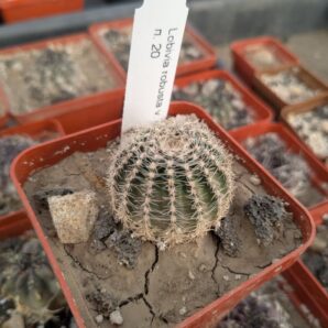 Lobivia rebutioides v. sublimiflora