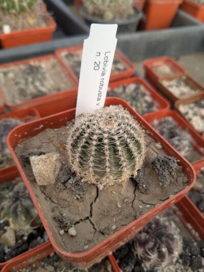 Lobivia rebutioides v. sublimiflora