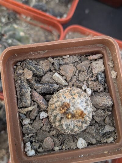 Copiapoa laui - Зображення 2