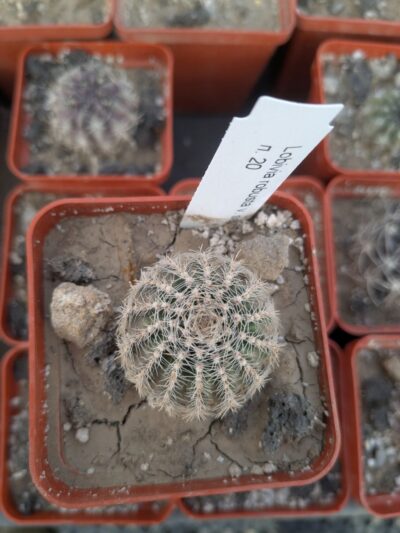 Lobivia rebutioides v. sublimiflora - Зображення 2