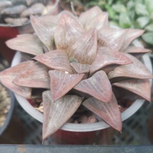 Haworthia comptoniana