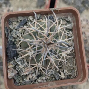 Gymnocalycium spegazzini v. punillense